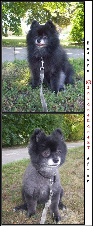 Teddy Bear Before and After