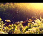 Flight by IneseDunajeva