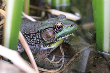 Bullfrog