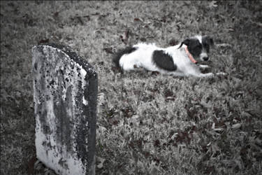 graveyard dog