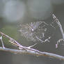 Abandoned Web