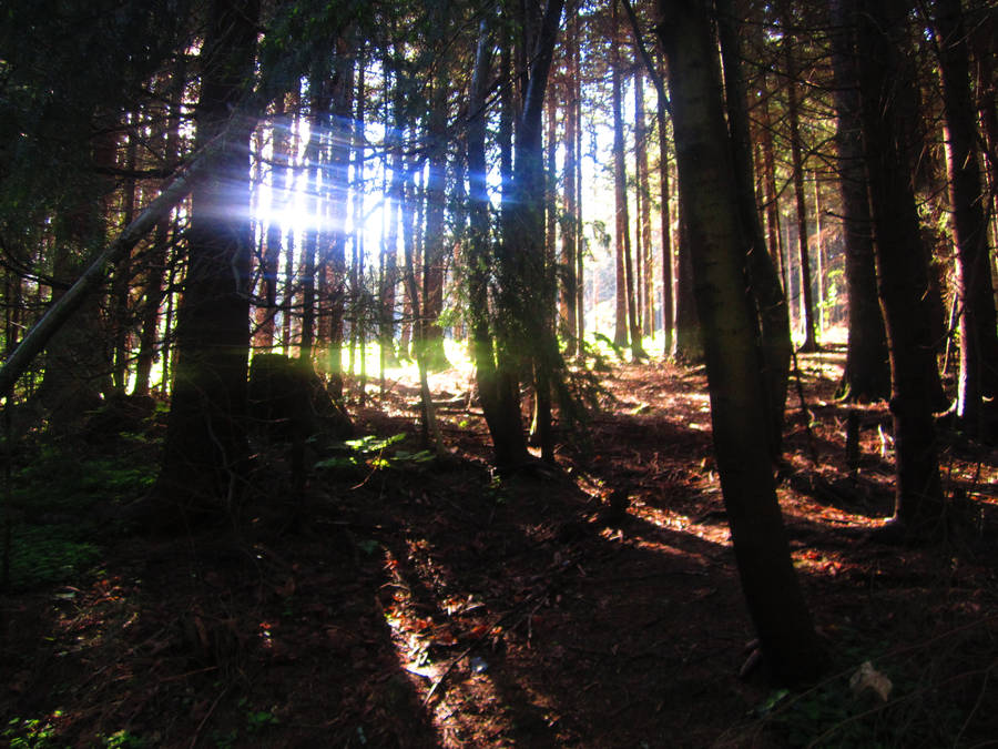 Light in the forest by Jabberworks