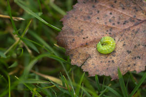 The Very Sleepy Caterpillar