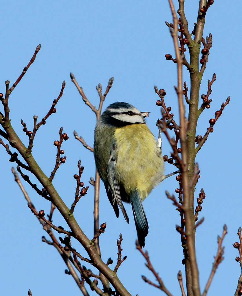 Blue Tit