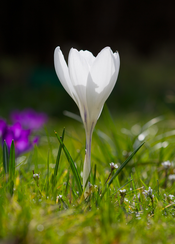 White Crocus