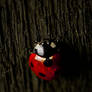 Ladybird