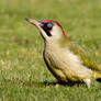 Green Woodpecker