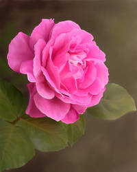 Pink Rose