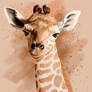 Baby Giraffe