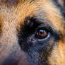 German Shepherd - Eye [wallpaper]