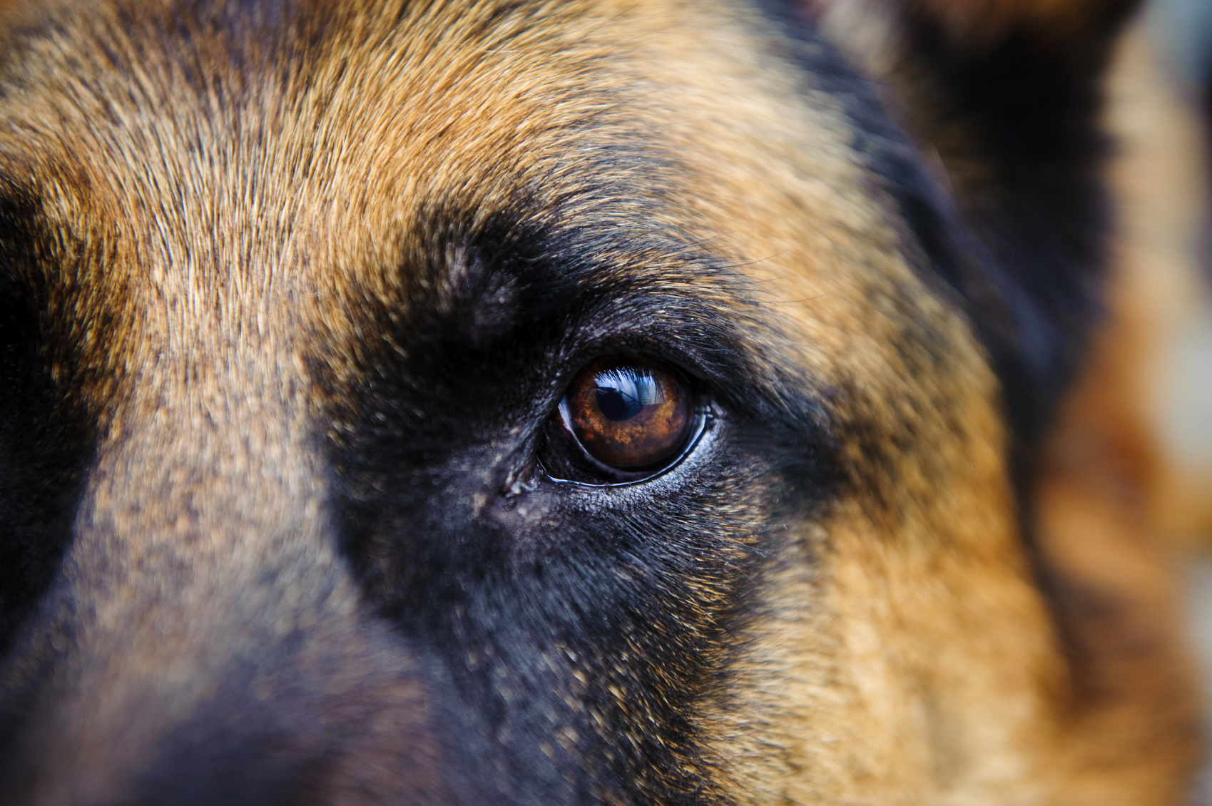 German Shepherd - Eye [wallpaper]