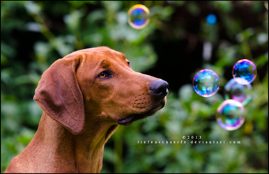 Dreaming by Tiefenschaerfe