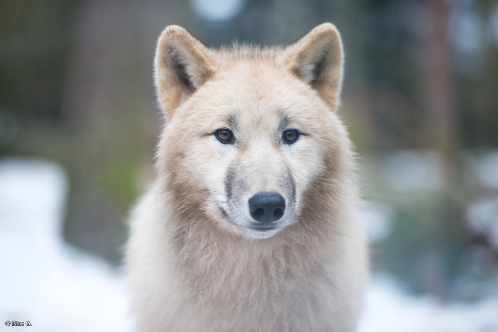 White coat, dark eyes