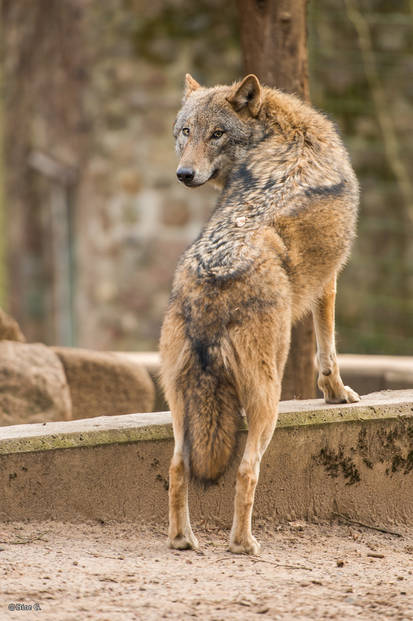 Wolf Looking Back