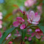 Blooming tree 2