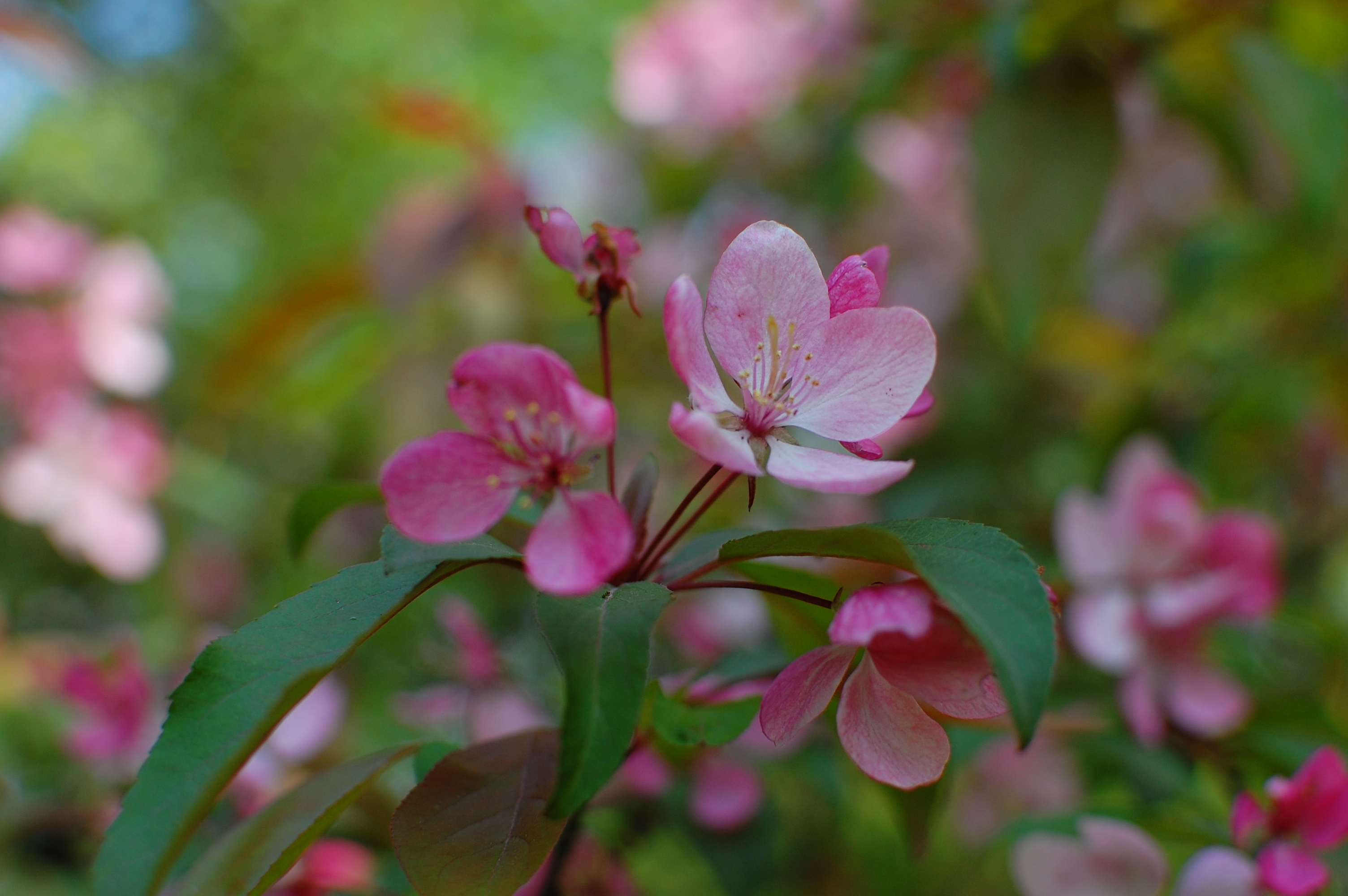 Blooming tree 2