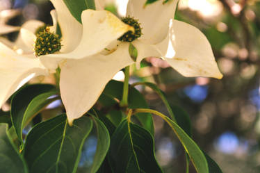 Dogwood