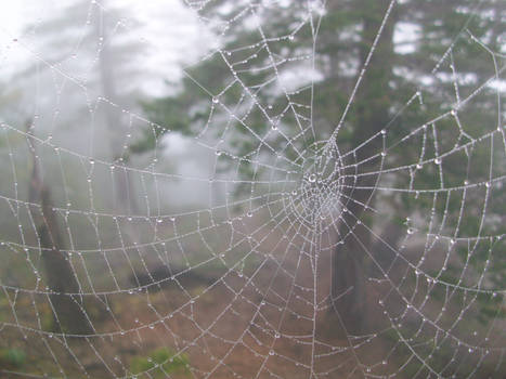 Arachne's Dew