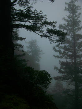 Mists of Port Angeles