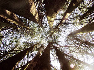 surrounded by trees