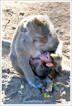 Balinese Monkey and baby..