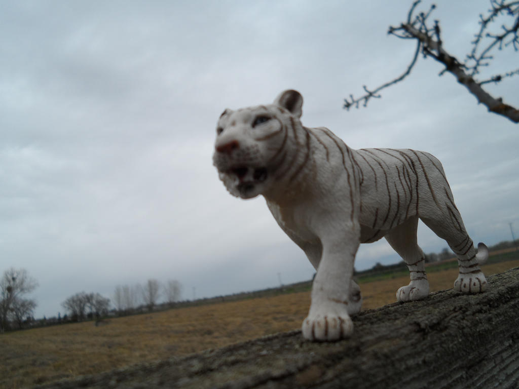 White Tiger