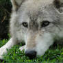 RHWA May 24: Gray Wolf 47