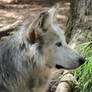 OKCZ July 9: Mexican wolf 14