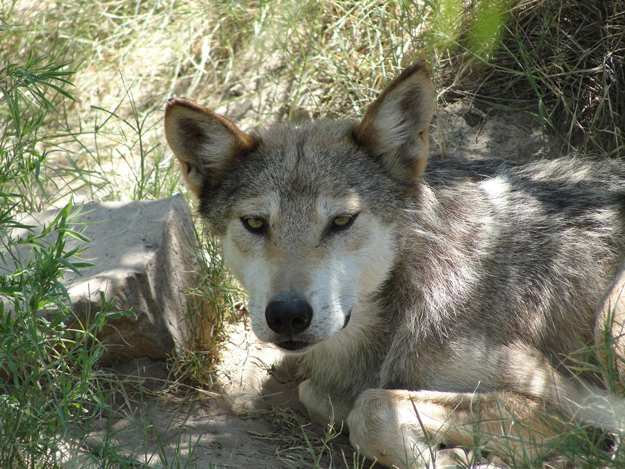 LD August 14: Mexican Wolf 26