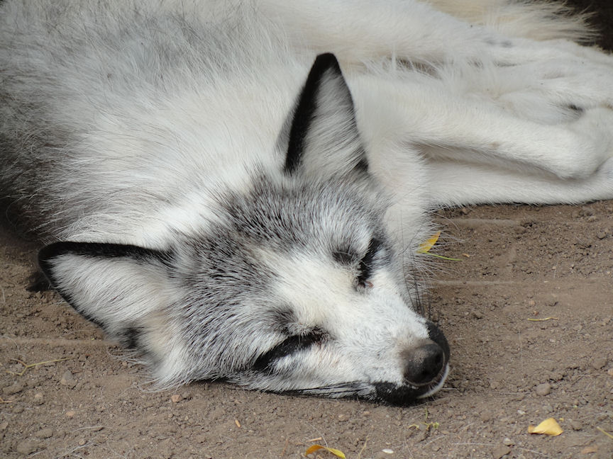 AlZ Aug28: Marble Fox 1