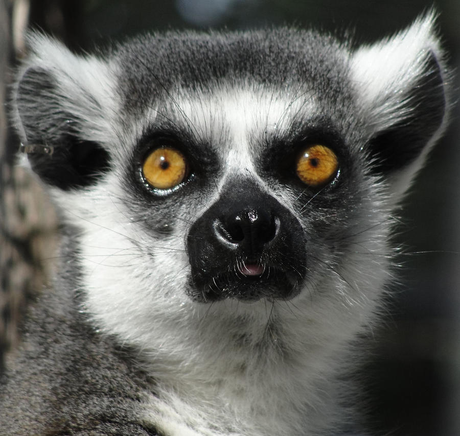 Oct31: Lemur 3