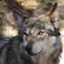 EPZ Mar23: Mexican wolf 14