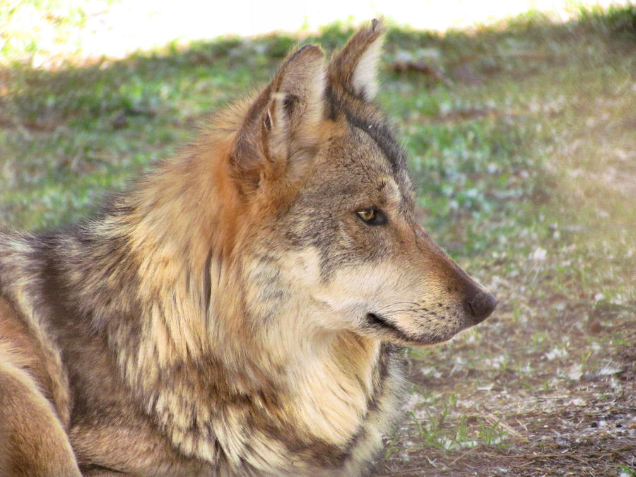 ALZ Apr5: Mexican Wolf 5