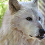 Folsom City Zoo Apr29: Wolf 5