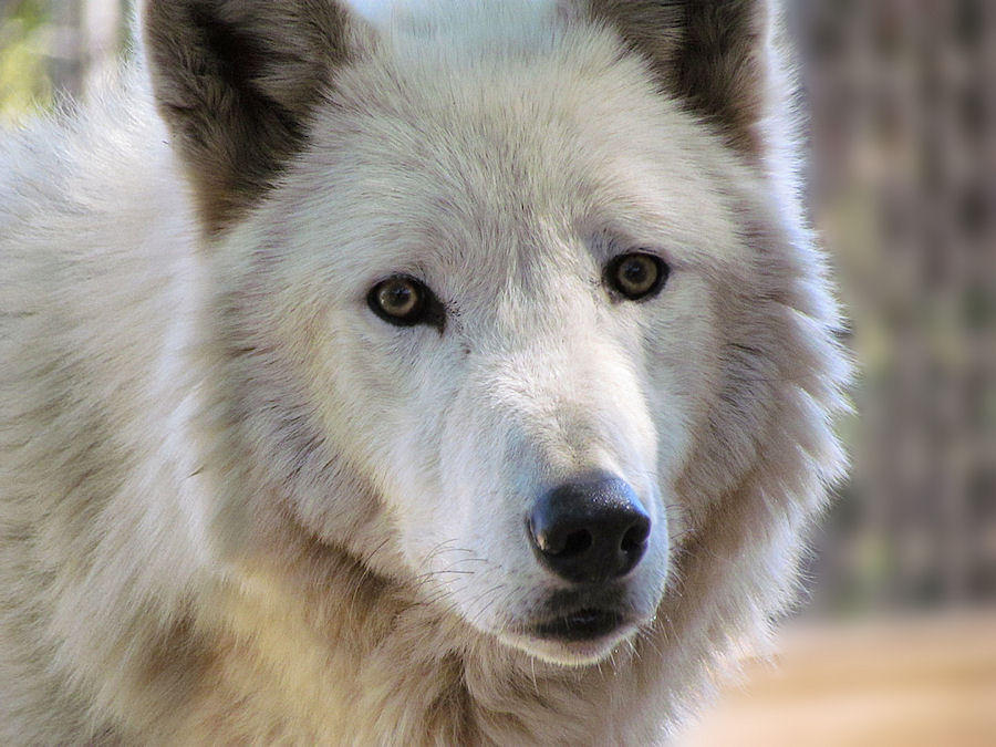 Folsom City Zoo Apr29: Wolf 6 by FamilyCanidae on DeviantArt