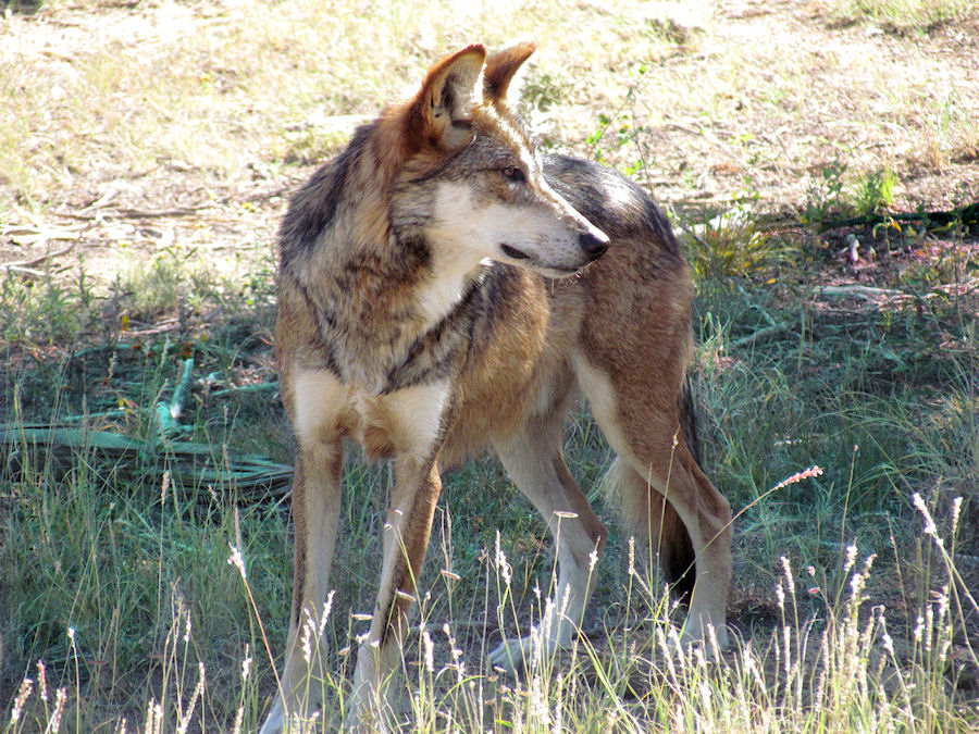 WW Oct13: Mexican Wolf 2