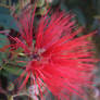 Bottle Brush Flower