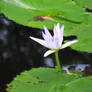 The Lone Water Lily