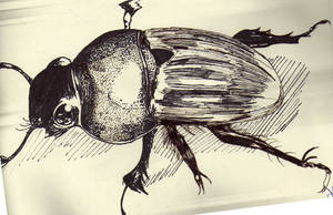 Dung Beetle