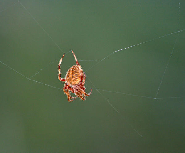 Web Spinner by ctjohnson58 on DeviantArt