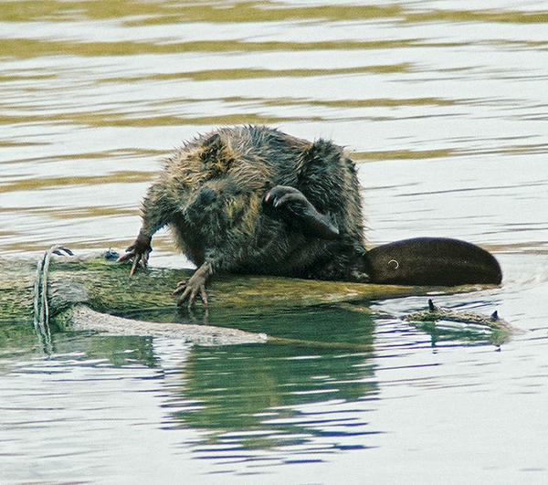 Beaver Scratch by ctjohnson58 on DeviantArt