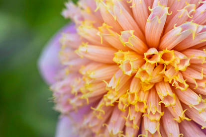 Macro-Anemone Dahlia