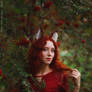 Red fox_2