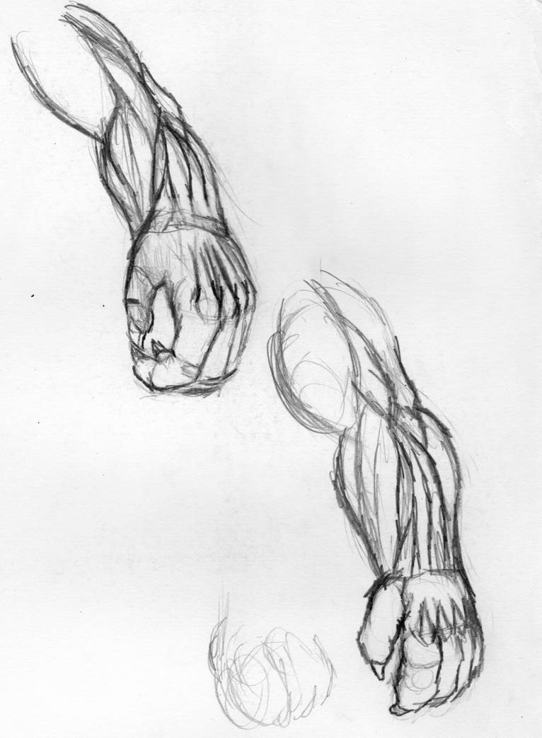 Anthro hands practice by Raikuen on DeviantArt