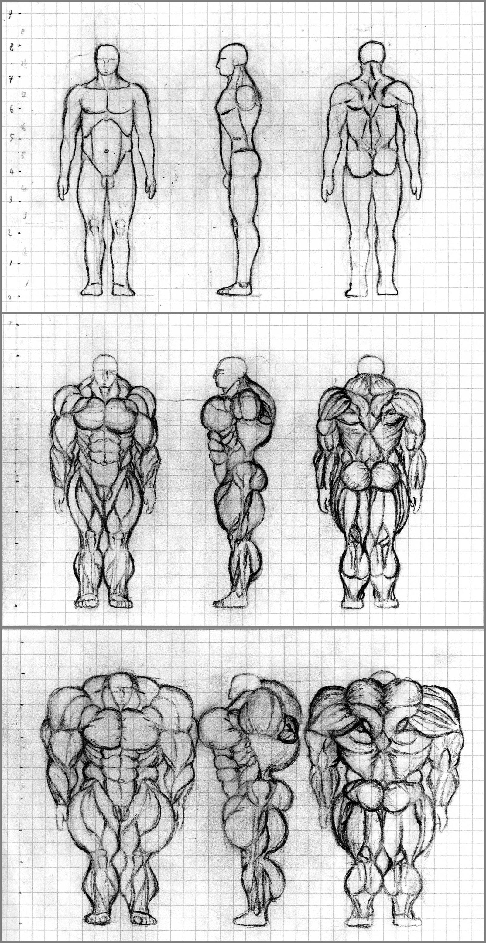 Muscle growth ref sketch by Raikuen on DeviantArt