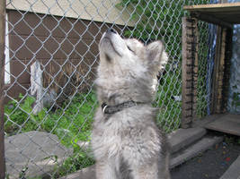 Howl and a Smile-Stock