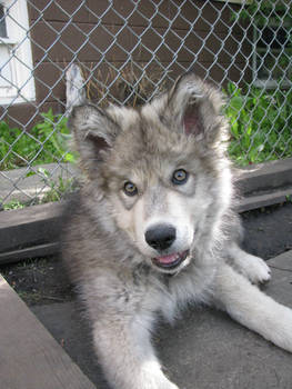 Tundra Timberwolf puppy-Stock