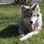 Our wolf Diesel 6 months old