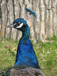 Peacock 1