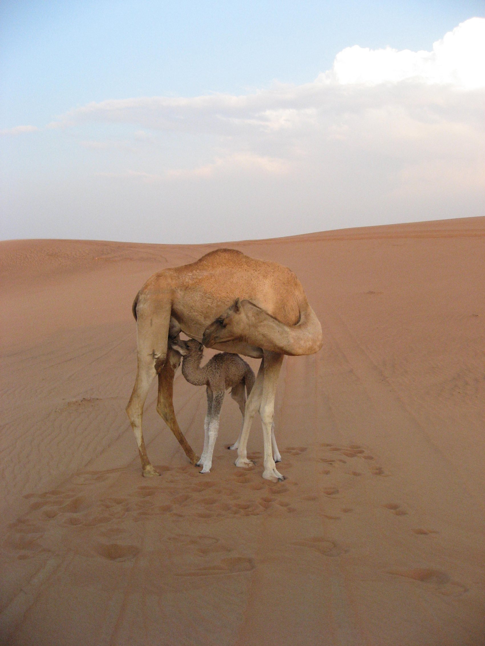 Camel in Dubai-Stock